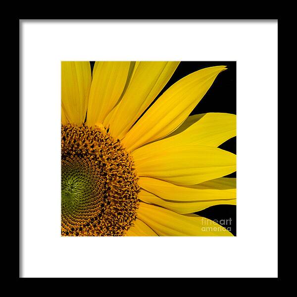 Flowers Framed Print featuring the photograph My Sunshine by Sonya Lang