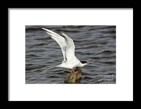 Forster's Tern Framed Print featuring the photograph My Tern by Dan Hefle