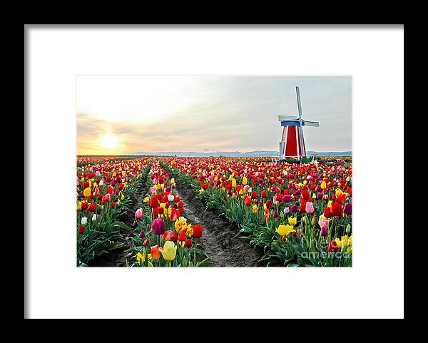 Tulips Framed Print featuring the photograph My Touch Of Holland 2 by Nick Boren