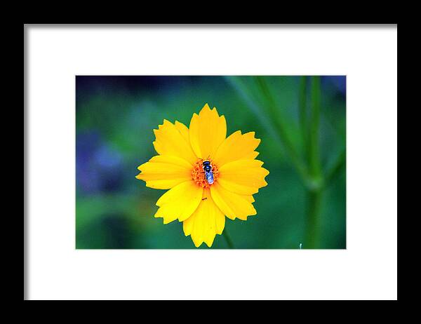 Flower Framed Print featuring the photograph My yellow world by Lily K