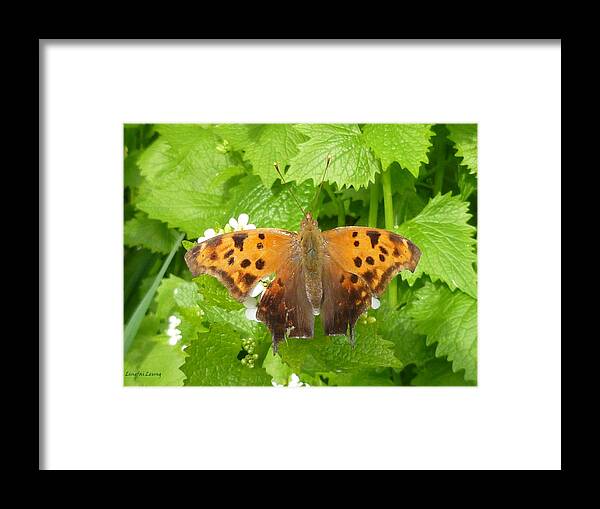 Question Mark Butterfly Framed Print featuring the photograph Mystery Lady by Lingfai Leung