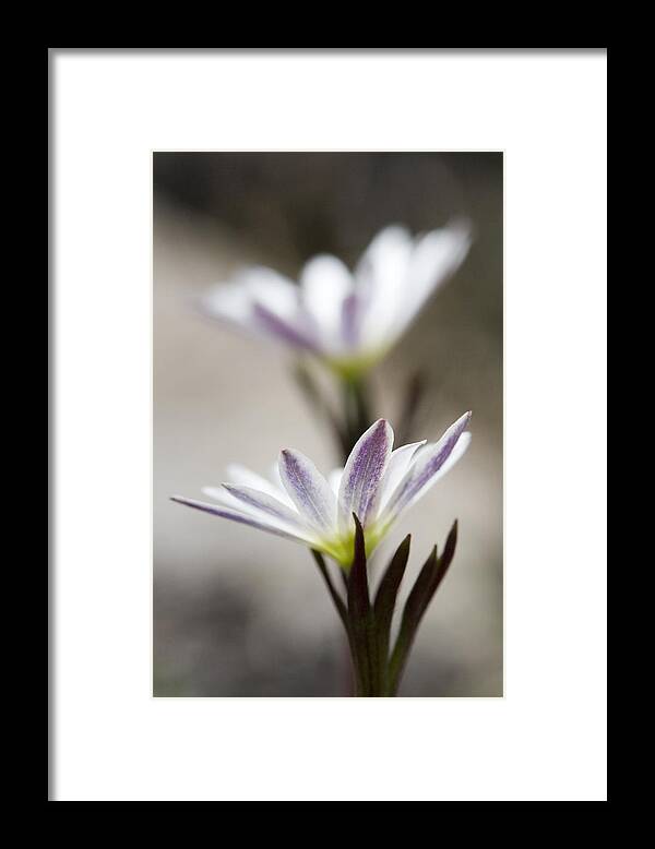 Anemone Framed Print featuring the photograph Mystical Anemones by Steven Schwartzman