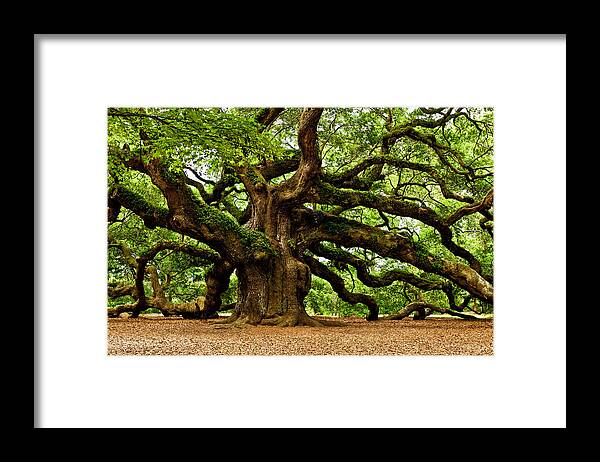  Johns Island Framed Print featuring the photograph Mystical Angel Oak Tree by Louis Dallara