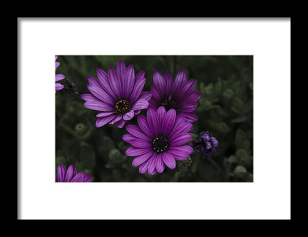 Mystical Framed Print featuring the photograph Mystical Purple by Penny Lisowski