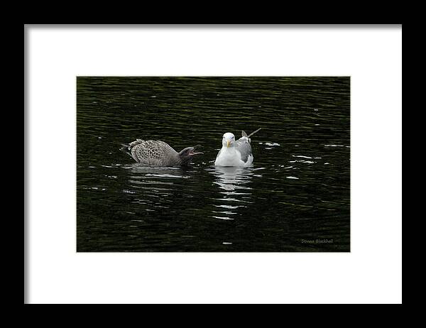 Seagull Framed Print featuring the photograph Nag Nag Nag by Donna Blackhall