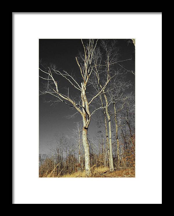 Tree Framed Print featuring the photograph Naked Branches by Linda Segerson