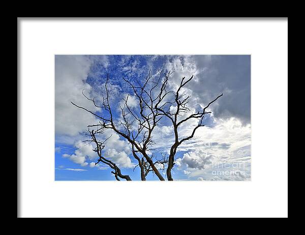 Naked Tree Framed Print featuring the photograph Naked Tree - Day by Mina Isaac
