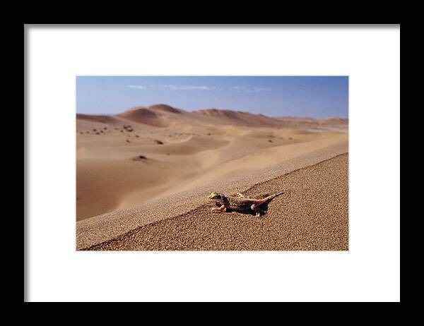 00511441 Framed Print featuring the photograph Namib Sanddiver Aporosaura Anchietae by Michael and Patricia Fogden