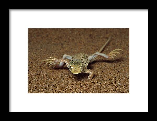 00511445 Framed Print featuring the photograph Namib Sanddiver Cooling Feet by Michael and Patricia Fogden