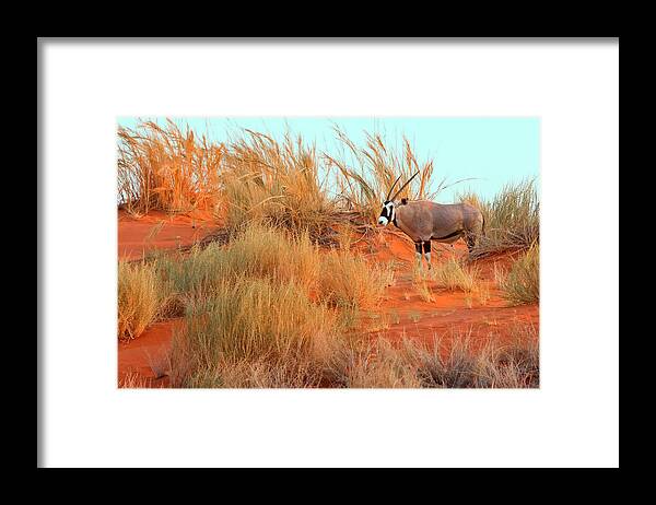 Africa Framed Print featuring the photograph Namibian Desert Africa Gemsbok (oryx by Janet Muir