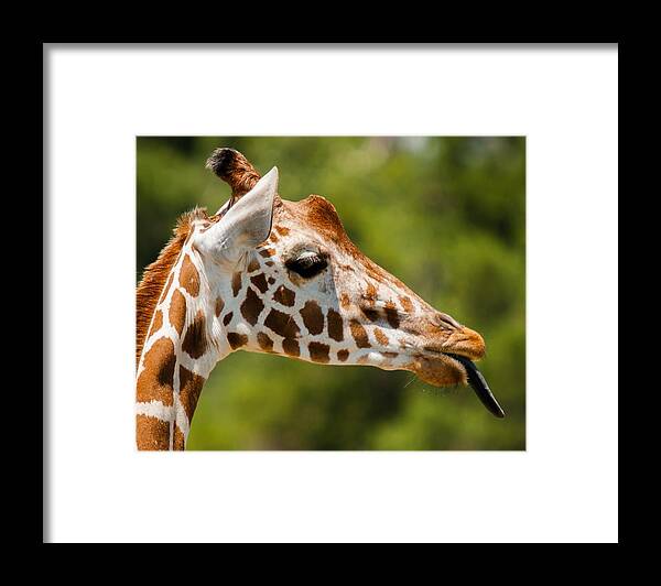 Giraffe Framed Print featuring the photograph Nana Nana Boo Boo by Robert L Jackson