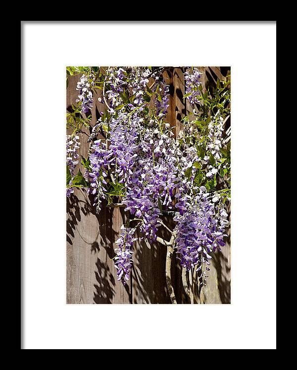 Flowers Framed Print featuring the photograph Nancys Wisteria DB by Rich Franco