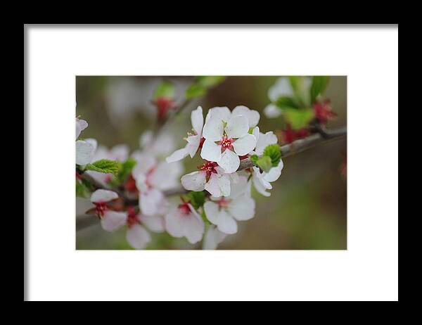 Nanking Bush Framed Print featuring the photograph Nanking Branch With Blossoms by Donna L Munro