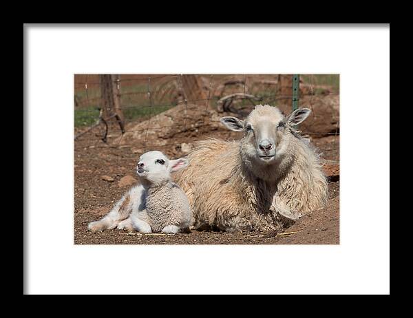 Lamb Framed Print featuring the photograph Napping Sheep by Kathleen Bishop