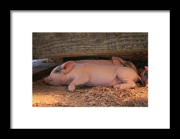 Piglets Framed Print featuring the photograph Naptime by Kathleen Scanlan