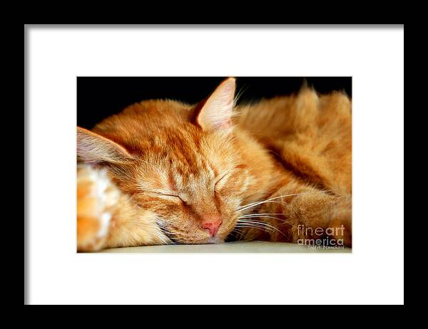 Feline Framed Print featuring the photograph Naptime by Todd Blanchard