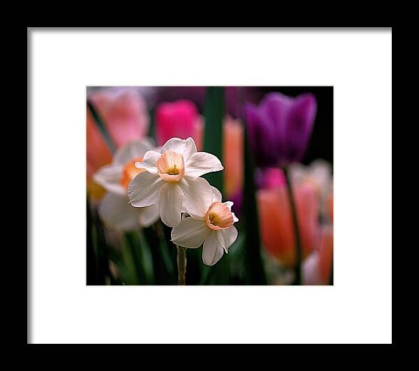 Daffodils Framed Print featuring the photograph Narcissus and Tulips by Rona Black