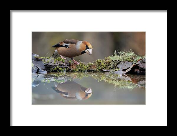 Hawfinch Framed Print featuring the photograph Narcissus by Marco Pozzi