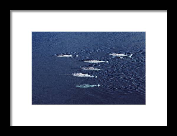 Feb0514 Framed Print featuring the photograph Narwhal Pod Aerial Lancaster Sound by Flip Nicklin