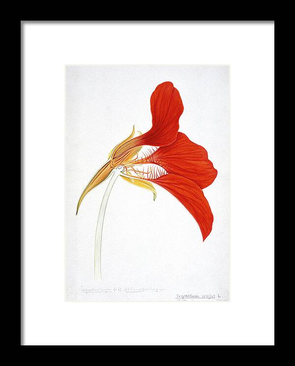 Angiosperms Framed Print featuring the photograph Nasturtium (tropaeolum Majus) by Natural History Museum, London/science Photo Library