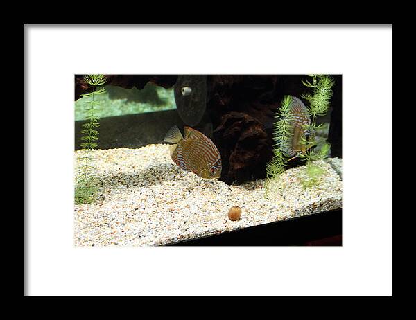 National Framed Print featuring the photograph National Zoo - Fish - 011312 by DC Photographer