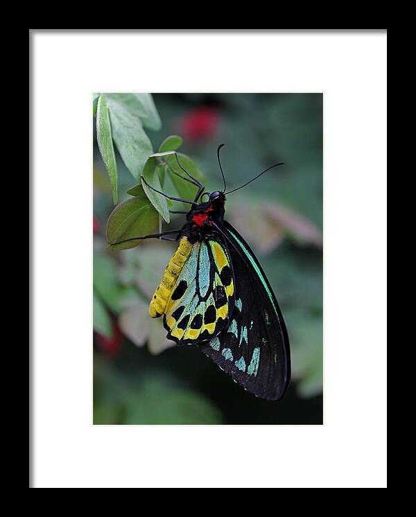 Butterfly Framed Print featuring the photograph Natural Awakenings by Juergen Roth