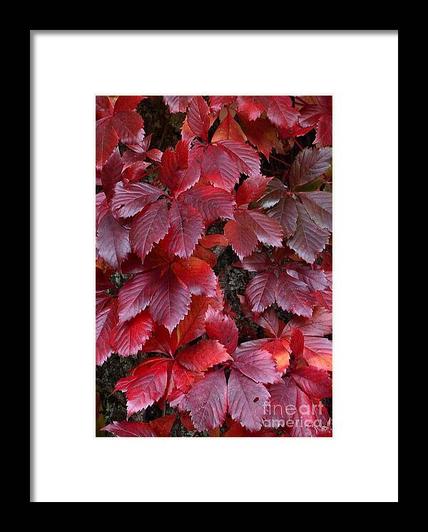 Autumn Color Framed Print featuring the photograph Natural Beauty by Randy Bodkins