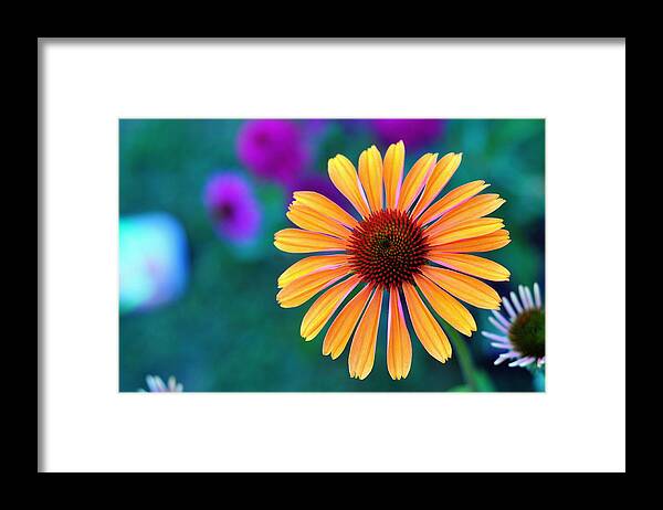 Flower Framed Print featuring the photograph Natural Fireworks by David Champigny