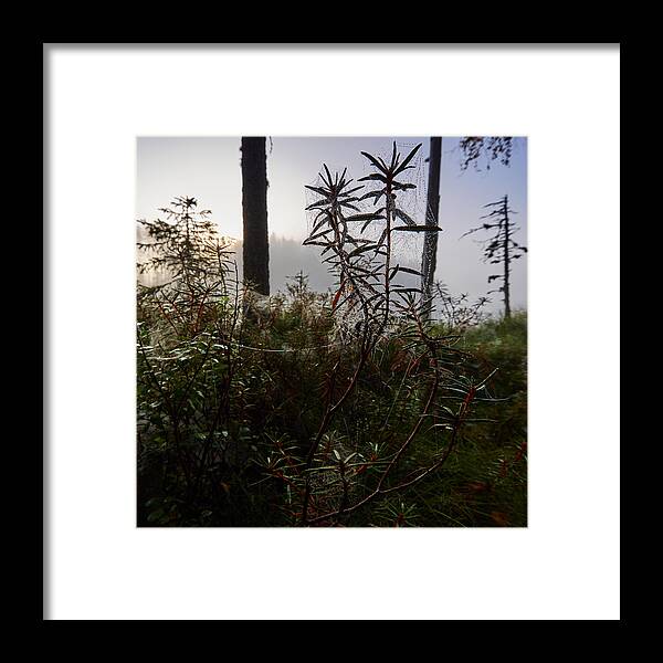 Finland Framed Print featuring the photograph Natural Network by Jouko Lehto