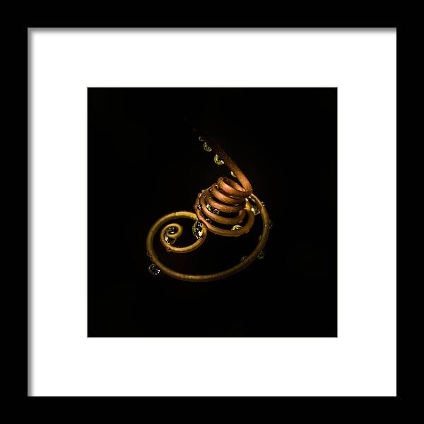 Curls Framed Print featuring the photograph Nature Curls by George Kenhan