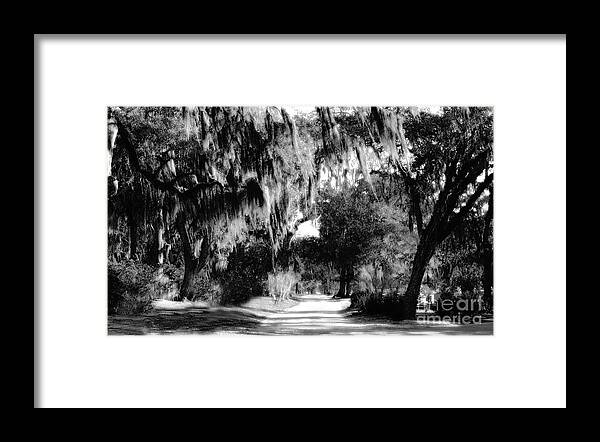 Nature Framed Print featuring the photograph Nature Walk by Raymond Earley