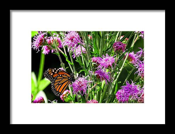 Monarch Framed Print featuring the photograph Natures Beauty by Ms Judi