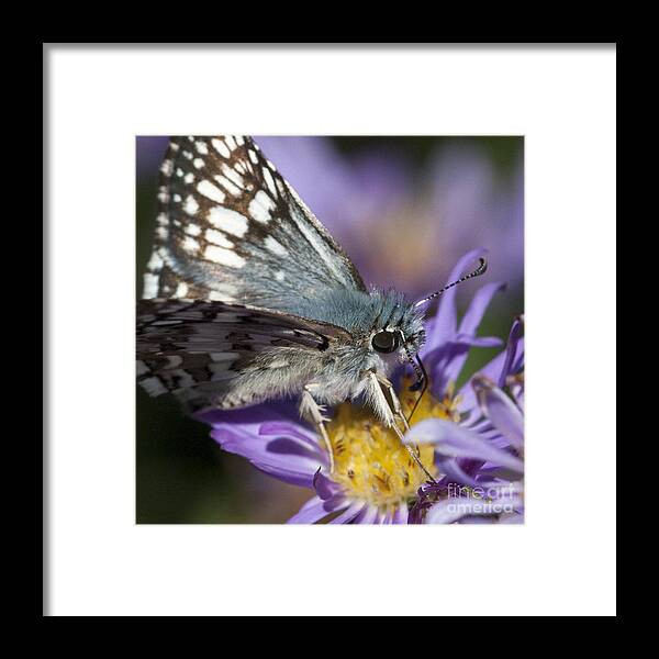 Butterfly Framed Print featuring the photograph Nature's Best Butterfly by Chris Scroggins