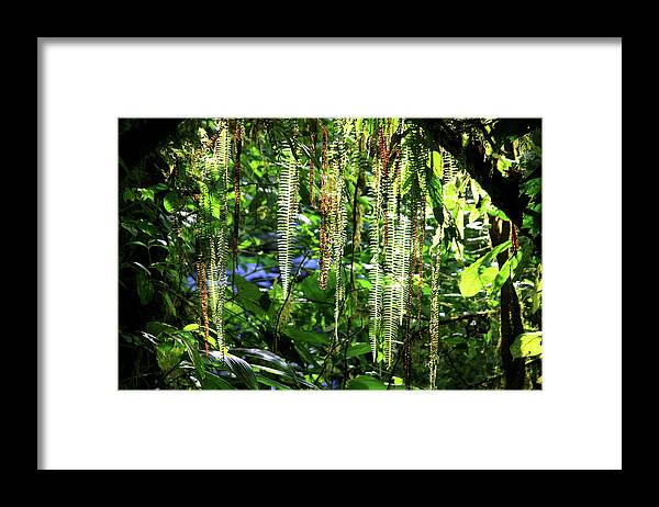 Ferns Framed Print featuring the photograph Natures Curtain by James Knight