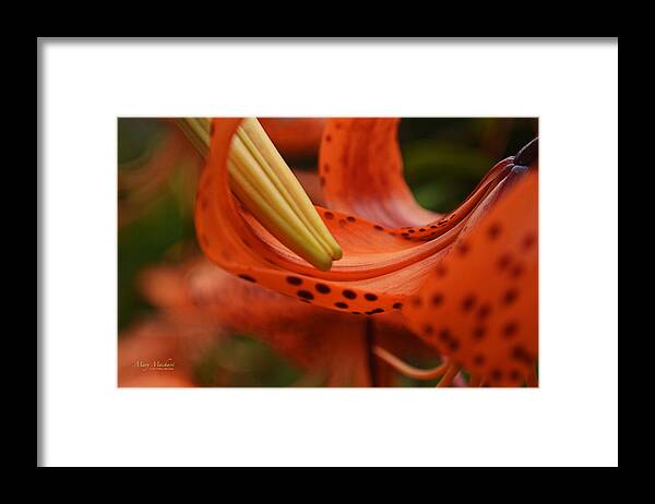 Nature's Curves Framed Print featuring the photograph Nature's Curves by Mary Machare