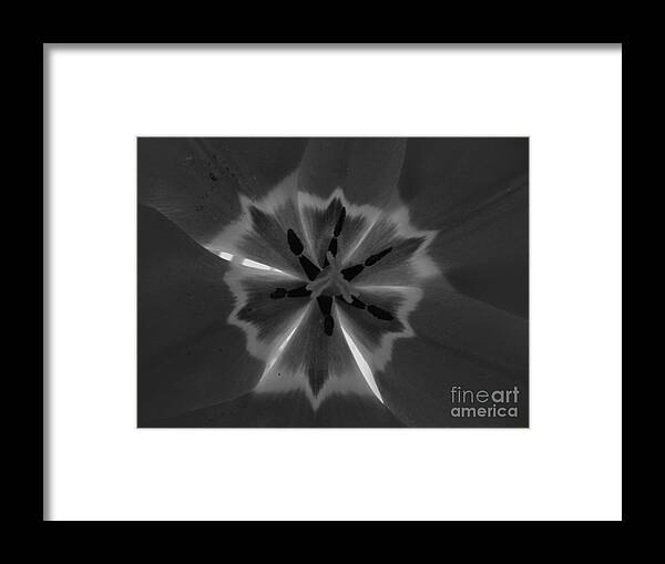 Black And White Framed Print featuring the photograph Natures Design by James McAdams