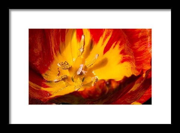 Cheekwood Framed Print featuring the photograph Nature's Fire by Paula Ponath