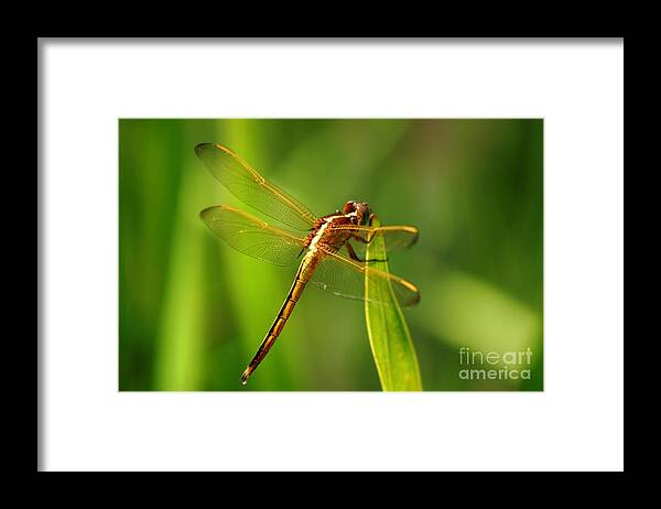 Dragonfly Framed Print featuring the photograph Dragonfly - Nature's Golden Hues by Lora Tout