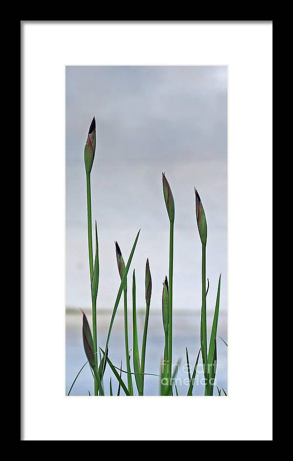 Minimal Framed Print featuring the photograph Nature's Grace by Deborah Smith