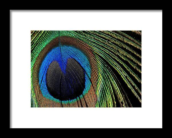 Avian Framed Print featuring the photograph Nature's Loom by Lorenzo Cassina