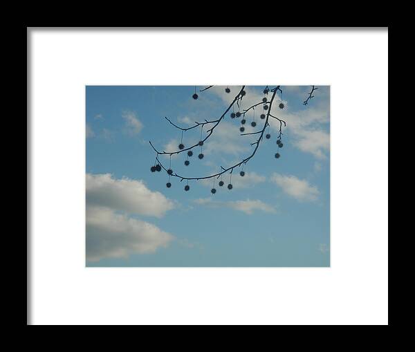  Framed Print featuring the photograph Nature's Mobile by Ashley Lamey