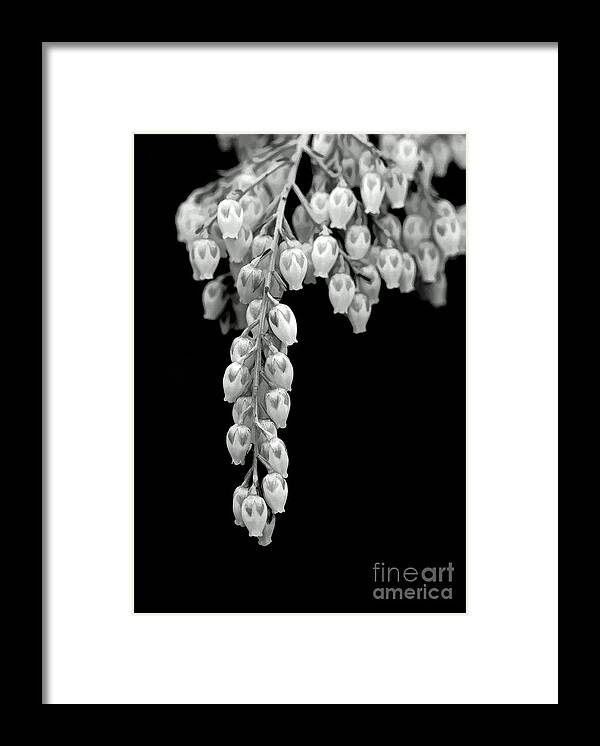 Andromeda Framed Print featuring the photograph Nature's Pearls by Jayne Carney