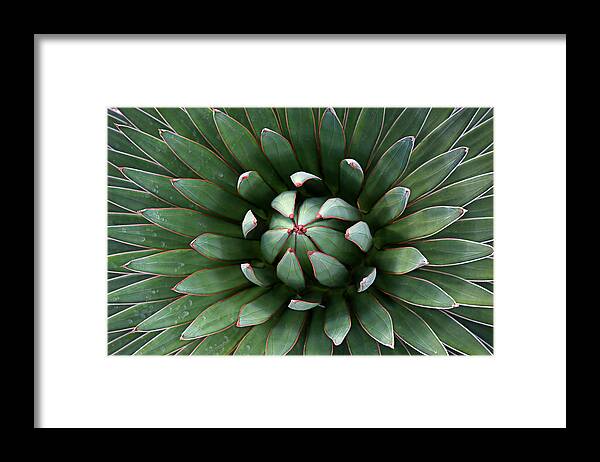 Lucinda Walter Framed Print featuring the photograph Nature's Perfect Abstract by Lucinda Walter