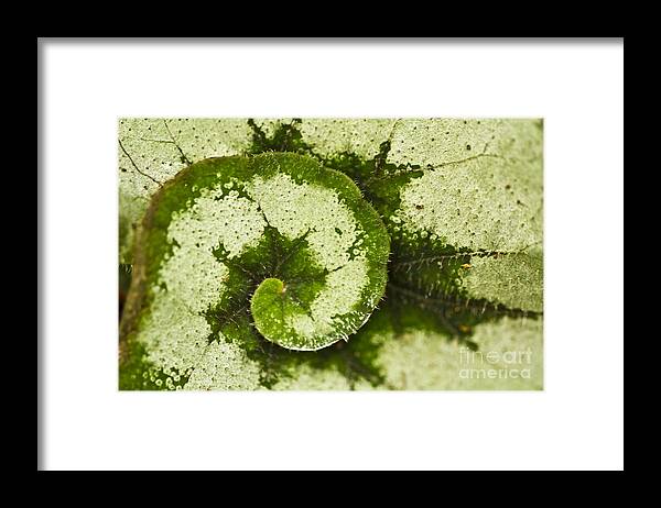 Flora Framed Print featuring the photograph Natures Spiral by Heiko Koehrer-Wagner