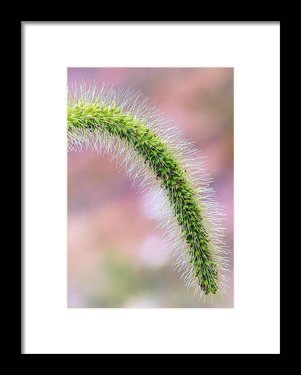 Nature Framed Print featuring the photograph Natures Vibrance Befalls by Bill and Linda Tiepelman