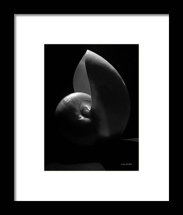 Nautilus Framed Print featuring the photograph Nautilus by Donna Blackhall
