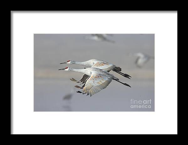 Sandhill Crane Framed Print featuring the photograph Neck n neck by Bryan Keil