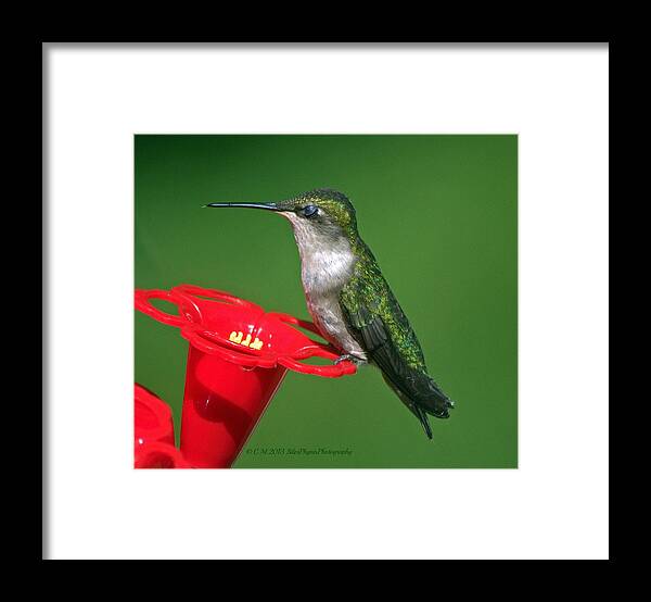 Ruby Throat Hummingbird Framed Print featuring the photograph Nectar Ecstasy by Catherine Melvin