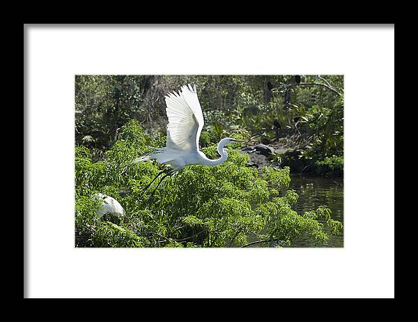 Great White Egrets Framed Print featuring the photograph Need More Branches by Carolyn Marshall