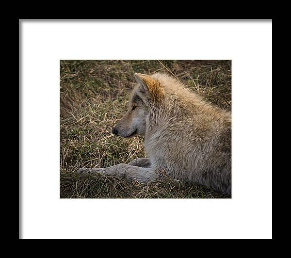 Animal Framed Print featuring the photograph Needed Break by Jack R Perry